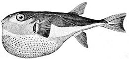 Lagocephalus laevigatus_claves.jpg